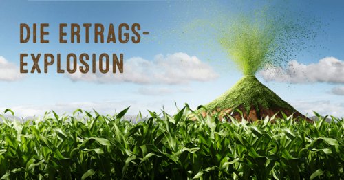 Mais LG 31.245 - Ertragsexplosion