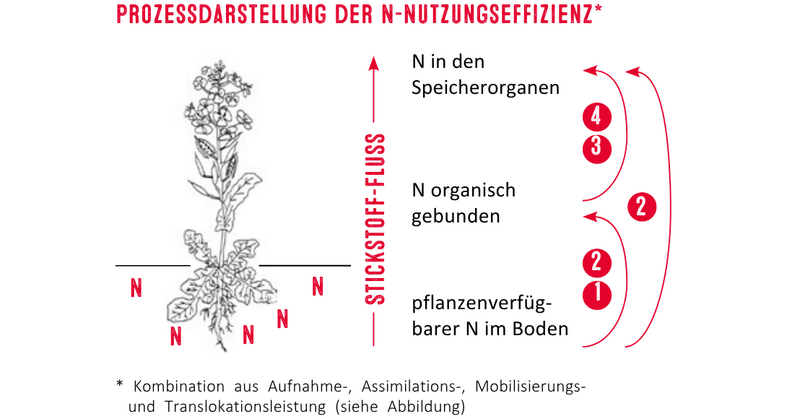 Prozess Nnutzungseffizienz