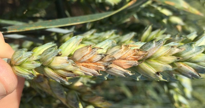 Ährenfusarium - neben Ertragsverlust ist v.a. das Risiko der Mykotxinbildung relevant