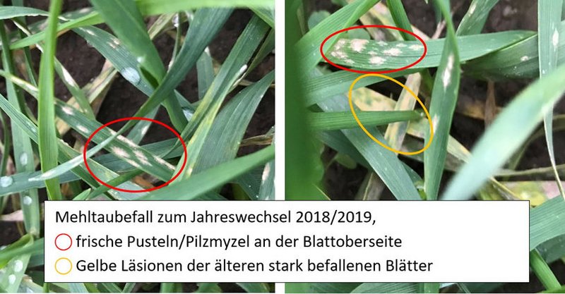 Mehltau Pusteln im Weizen Jugendstadium