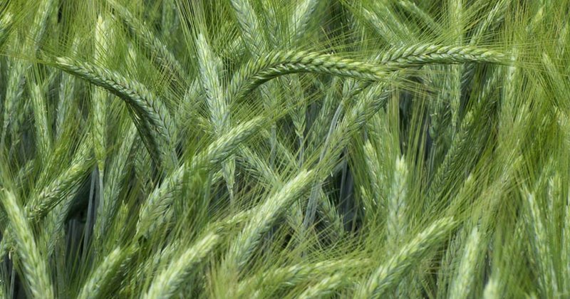 Wintertriticale