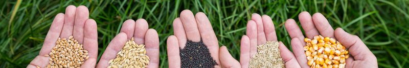 Landwirtschaftliches Saatgut von LG