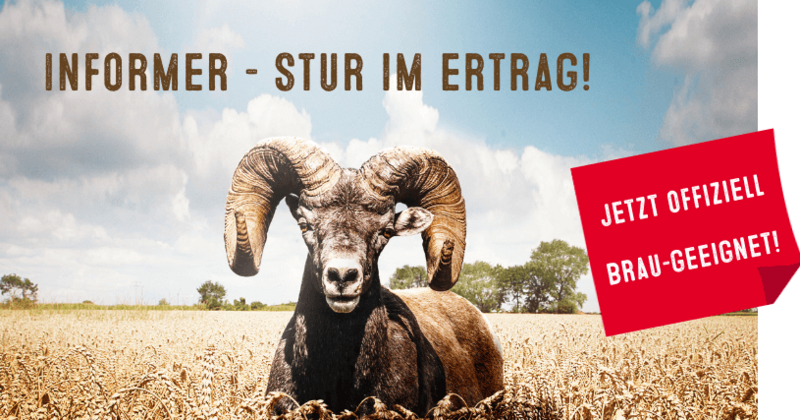 Informer Weizen Braueignung