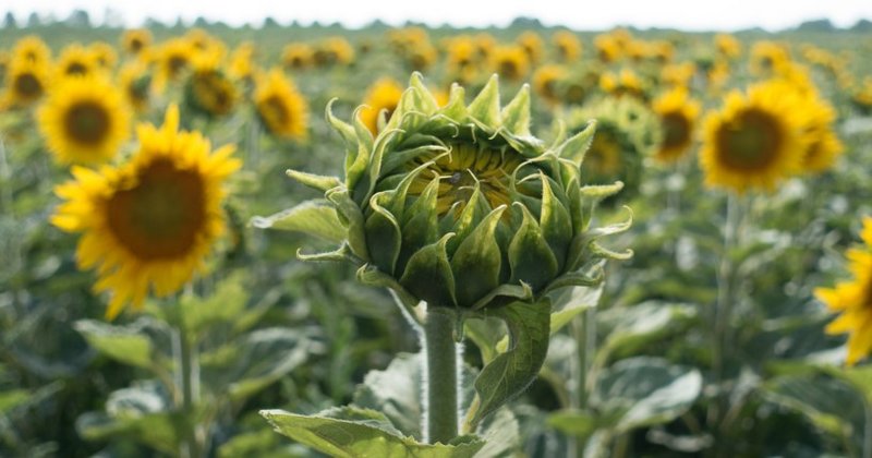 Sonnenblumen - wichtig im Anbau in Deutschland die frühe Reife