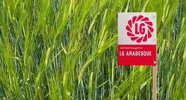 LG ARABESQUE - neue Sommerbraugerste