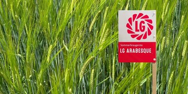 LG ARABESQUE - neue Sommerbraugerste