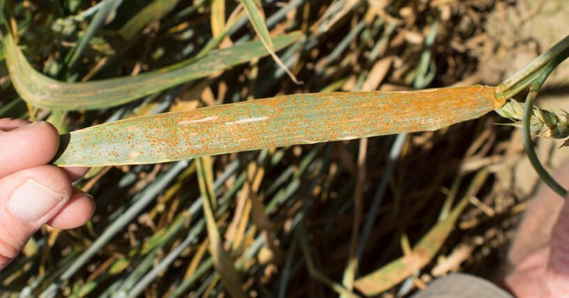 Braunrost (Puccinia triticina)