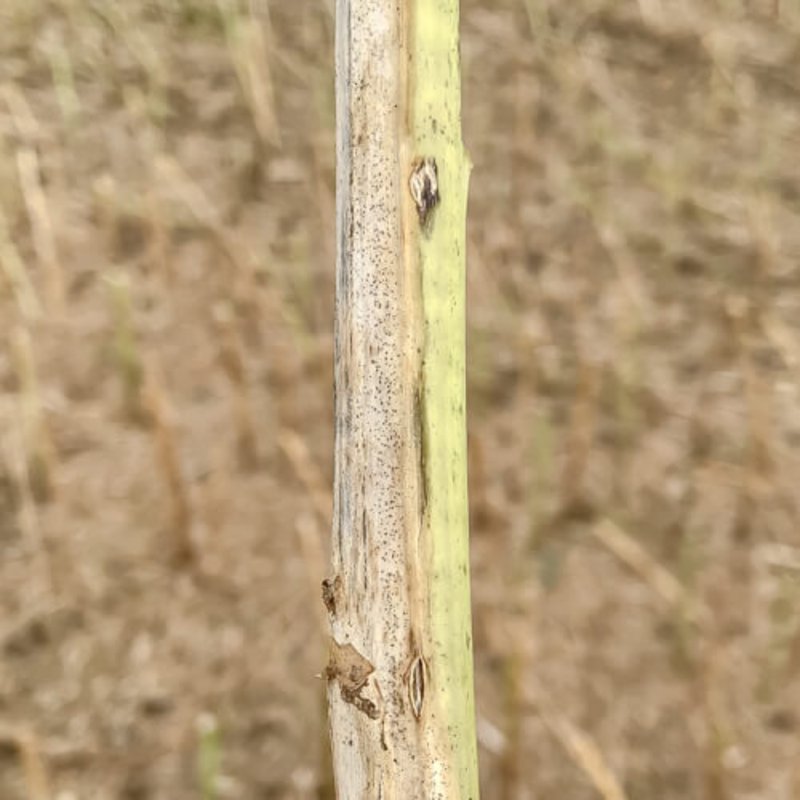 verticillium - zur Ernte ist der Stängel halbseitig silbergrau bis schwarz verfärbt