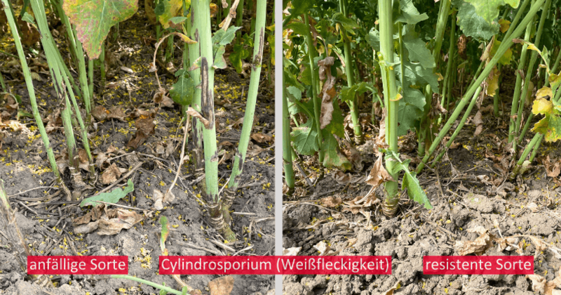 Cylindrosporium Sortenunterschiede