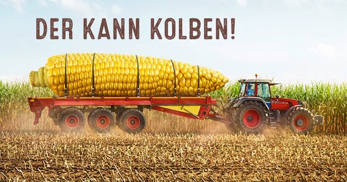 LG 31.238 Mais Doppelnutzungssorte - der kann Kolben - Silomais und Körnermais