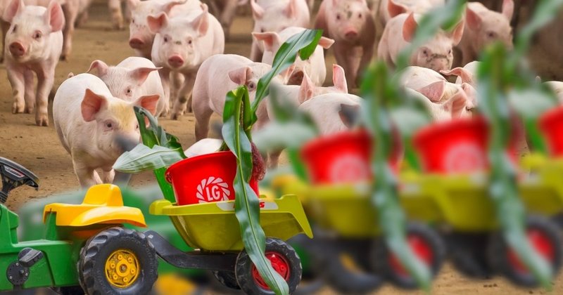 Maisanbau - aus Perspektive eines schweinehaltenden Betriebs
