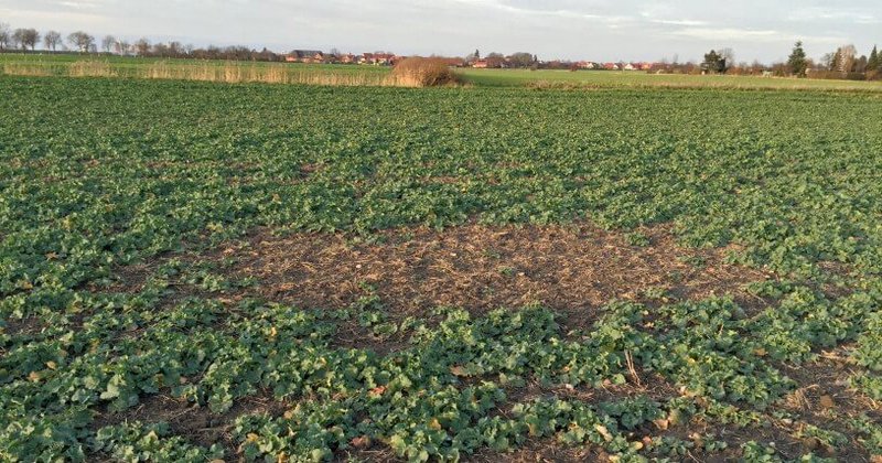 Mäuseschaden im Raps