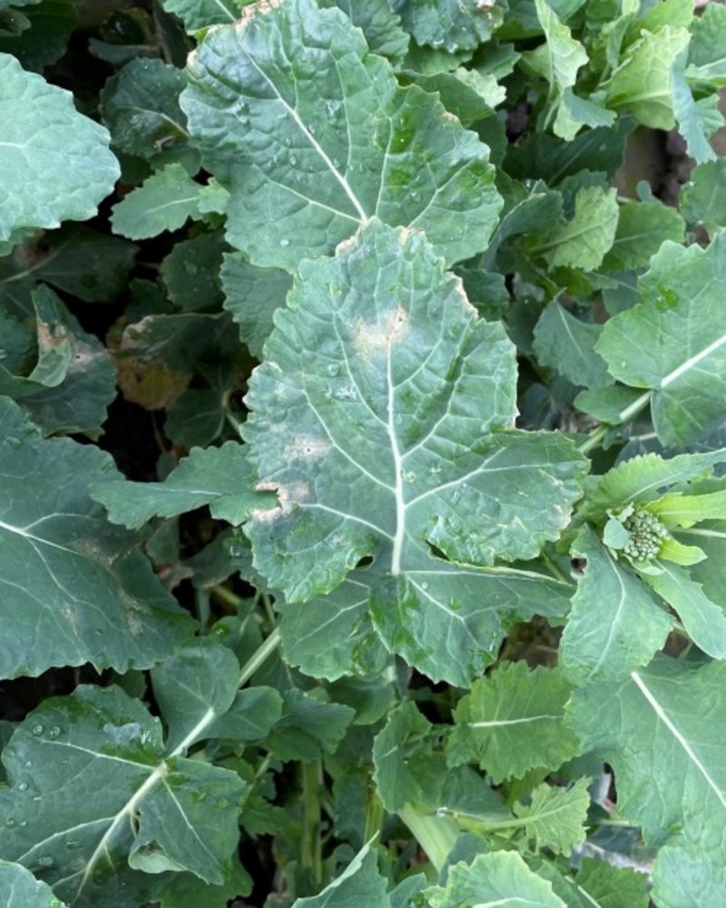 Cylindrosporium Blattbefall 500