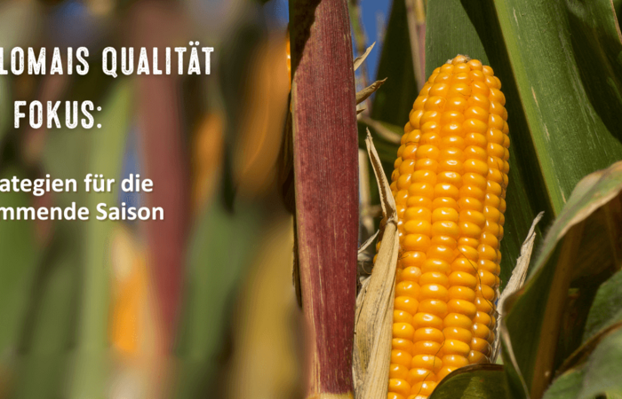 Silomais - Sie sollten die Qualität im Fokus haben