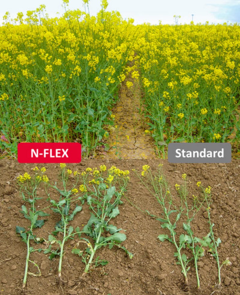 LG N-Flex Raps im Vergleich zu einer Standardsorte