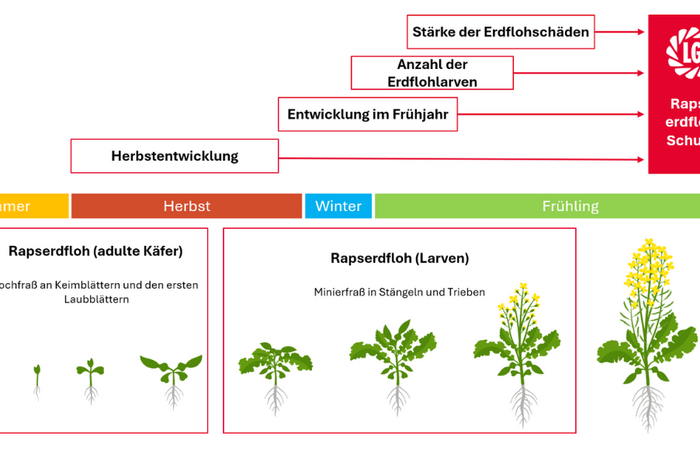 Rapserdfloh Schaubild