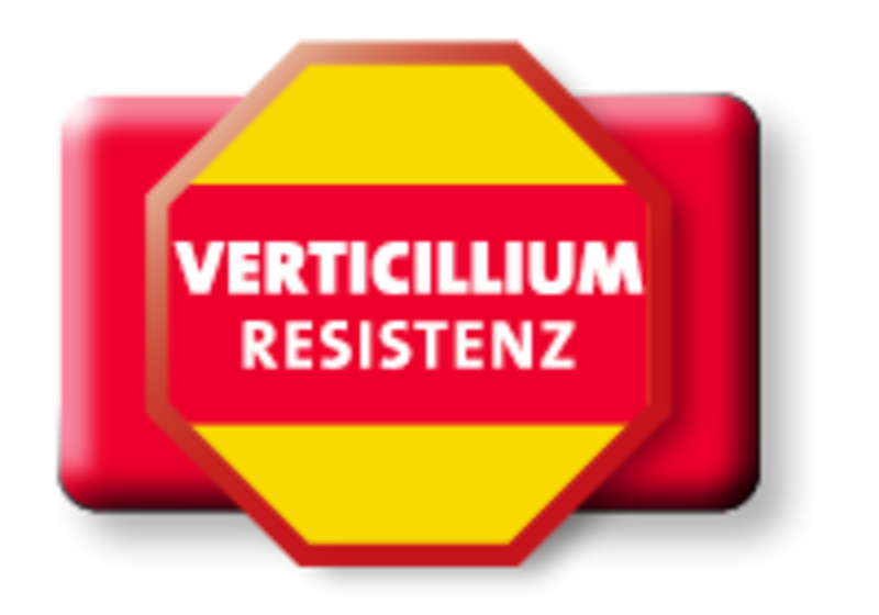Rapssorten mit Verticillium Resistenz - mehr Sicherheit gegen Rapswelke