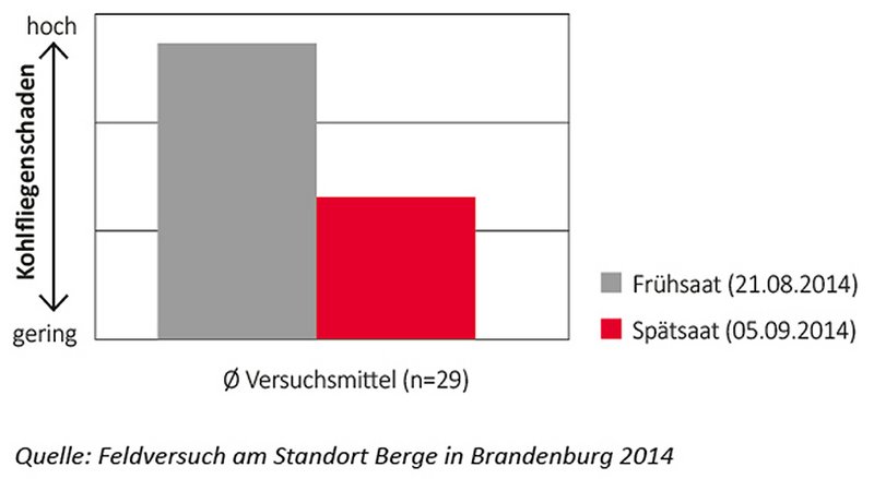 Kohlfliegenbefall