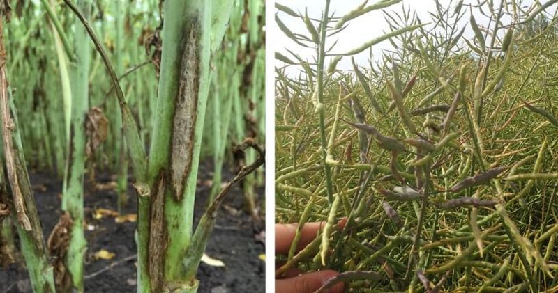 cylindrosporium (Weißfleckigkeit) im Raps