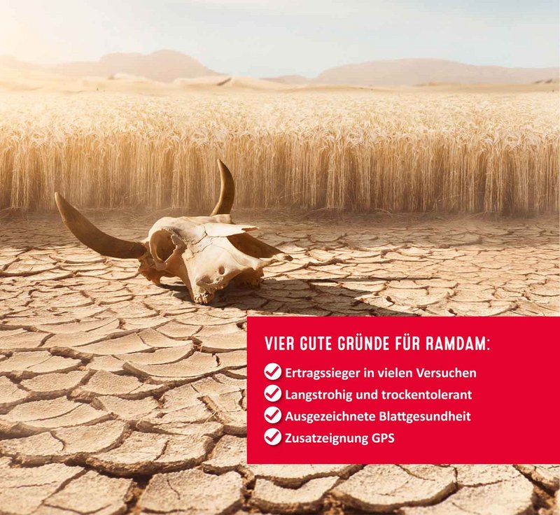 RAMDAM Wintertriticale - ertragsstark und trockentolerant