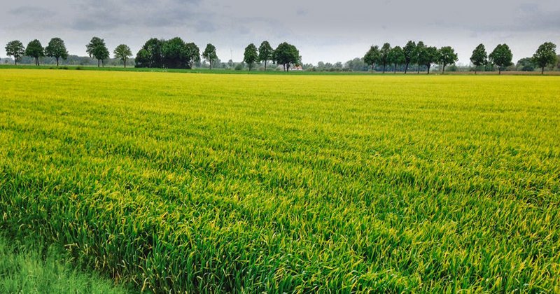 Gelbrost im Weizen