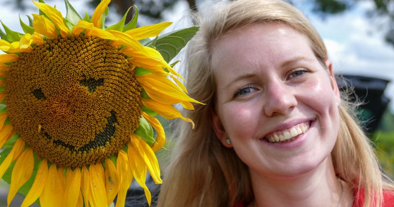 LG Sonnenblumen - jetzt auch in Deutschland