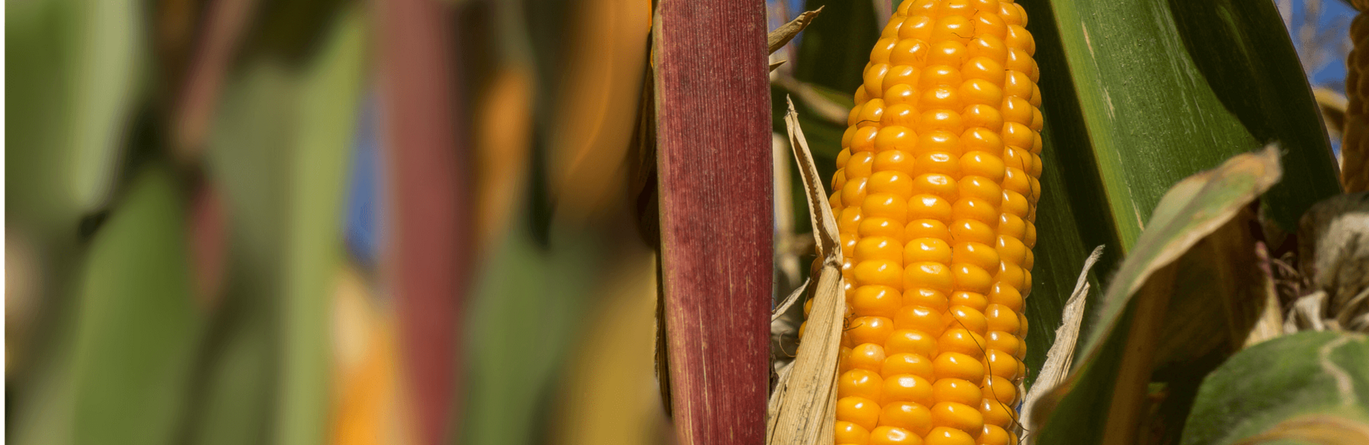 Silomais Qualität im Fokus