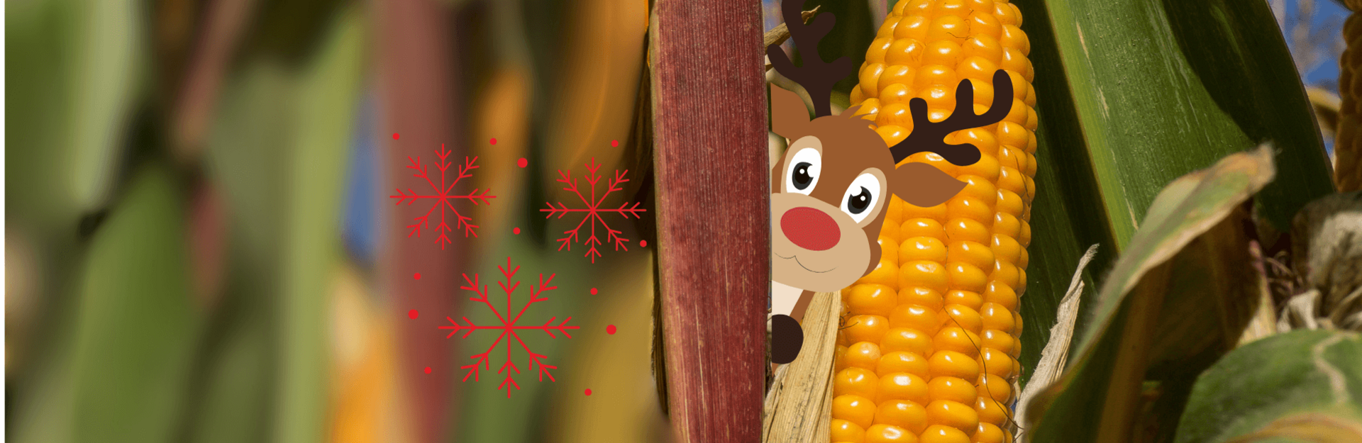 Silomais Qualität im Fokus