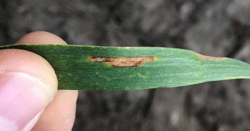 Blattseptoria