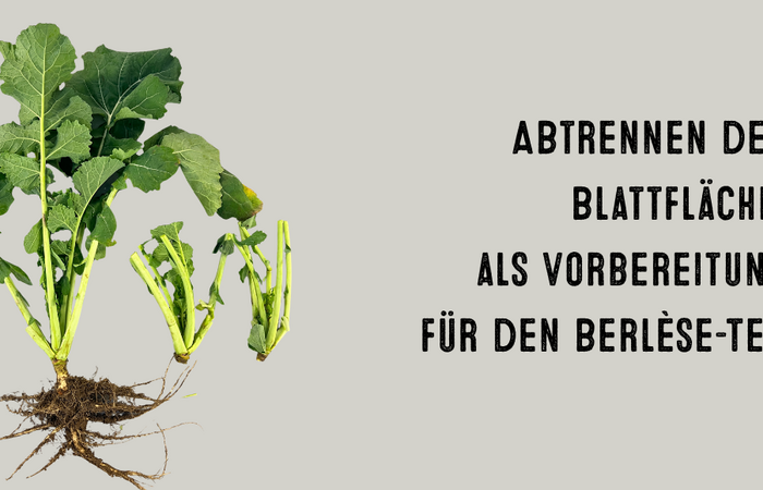 Berlèsetest - Abrennen der Blattflächen