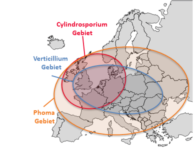 Vorkommen Staengelkrankheiten