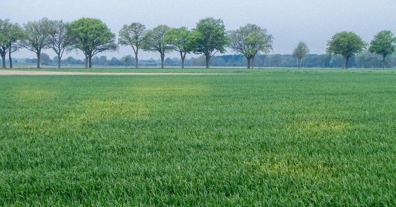 Weizen Gelbrost - Nester