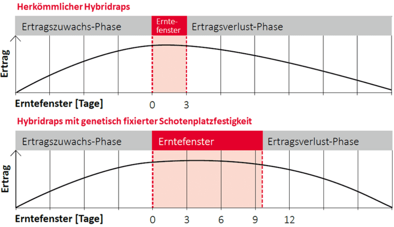 Erntefenster Raps