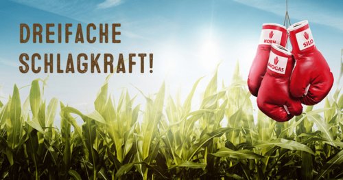 Mais LG 30.258 - Dreifache Schlagkraft - Silomais, Biogasmais, Körnermais