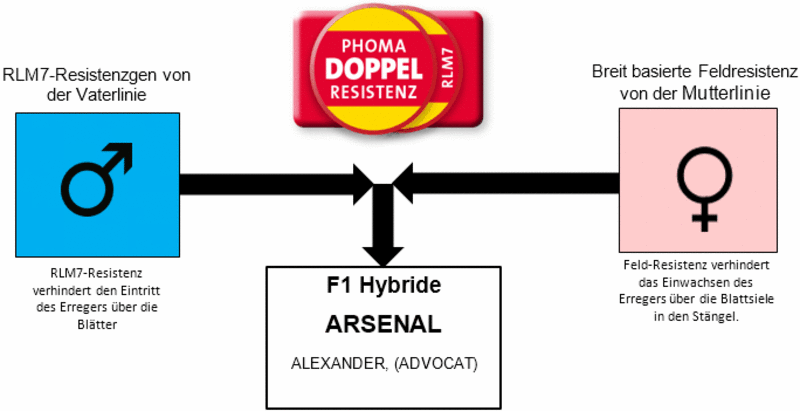Phomadoppelresistenz