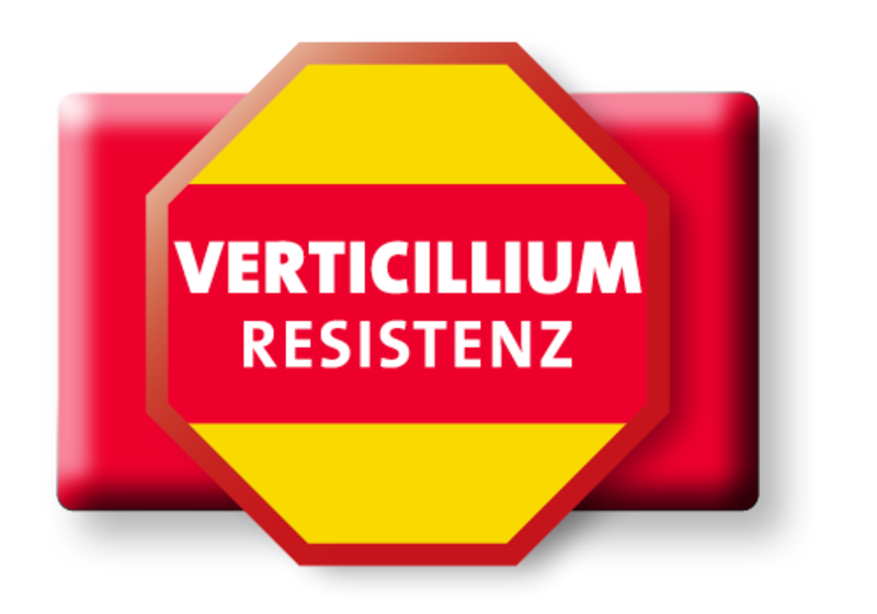 LG Siegel Verticillium