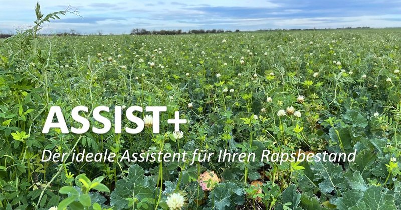 Raps Beisaat ASSIST+ Der ideale Assistent für Ihren Raps
