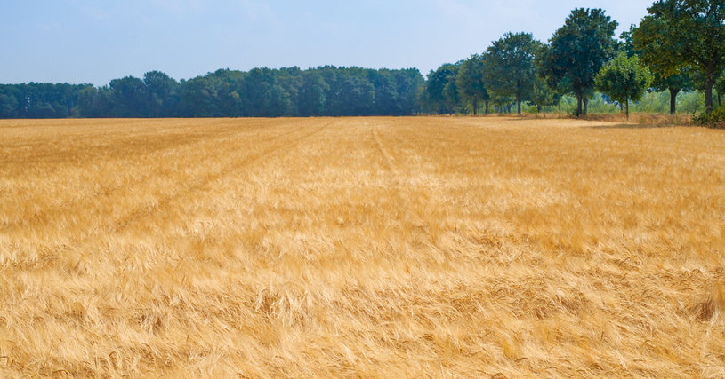 Sommergerste von LG Sommergerste von LG