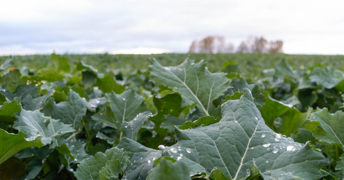 Rapsbestand im Herbst