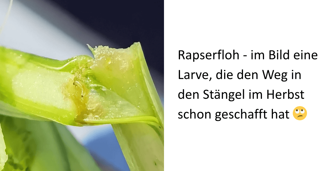 Rapserdfloh Larve