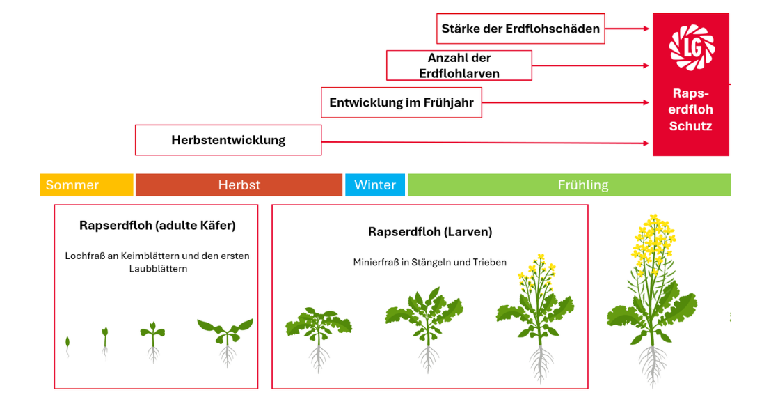 Rapserdfloh Schaubild