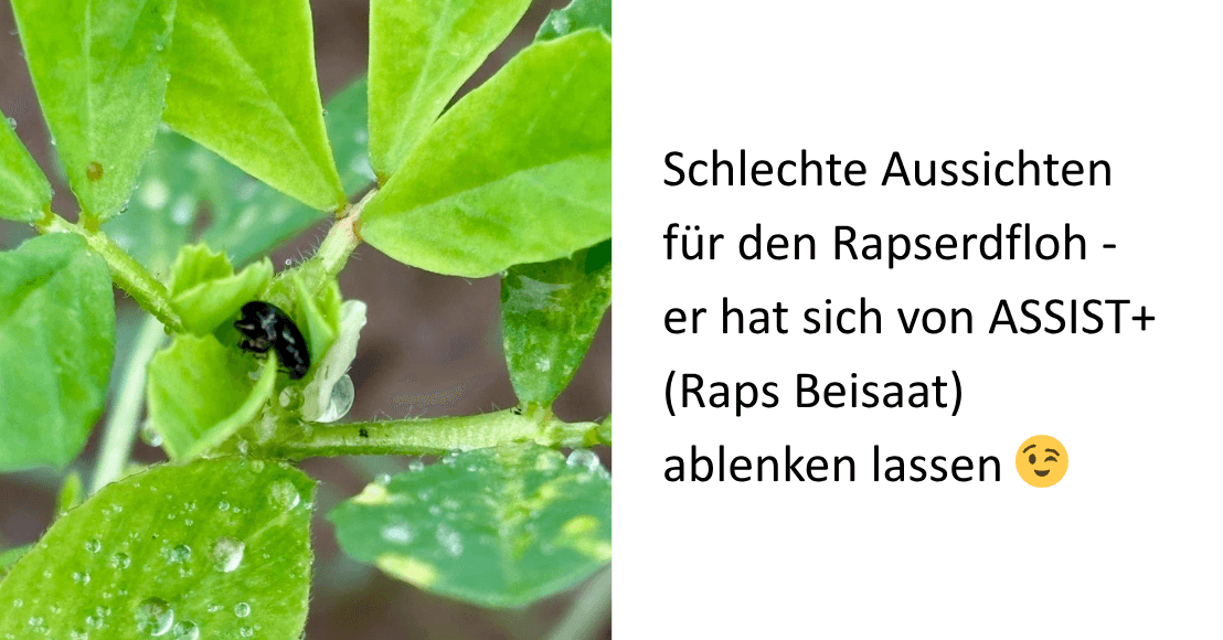 Rapserdfloh Abgelenkt