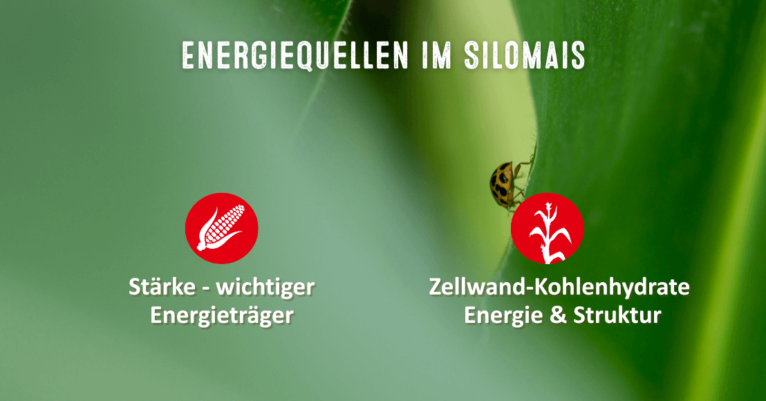 Energiequellen im Mais - Kolben mit Stärke und Restpflanze mit Faserkohlenhydraten