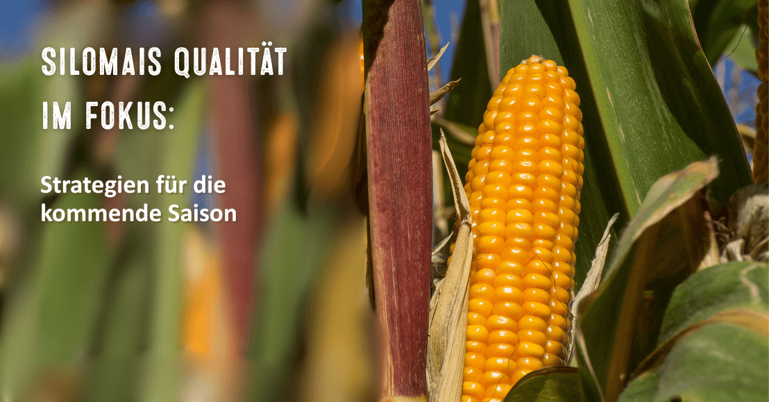 Silomais - Sie sollten die Qualität im Fokus haben