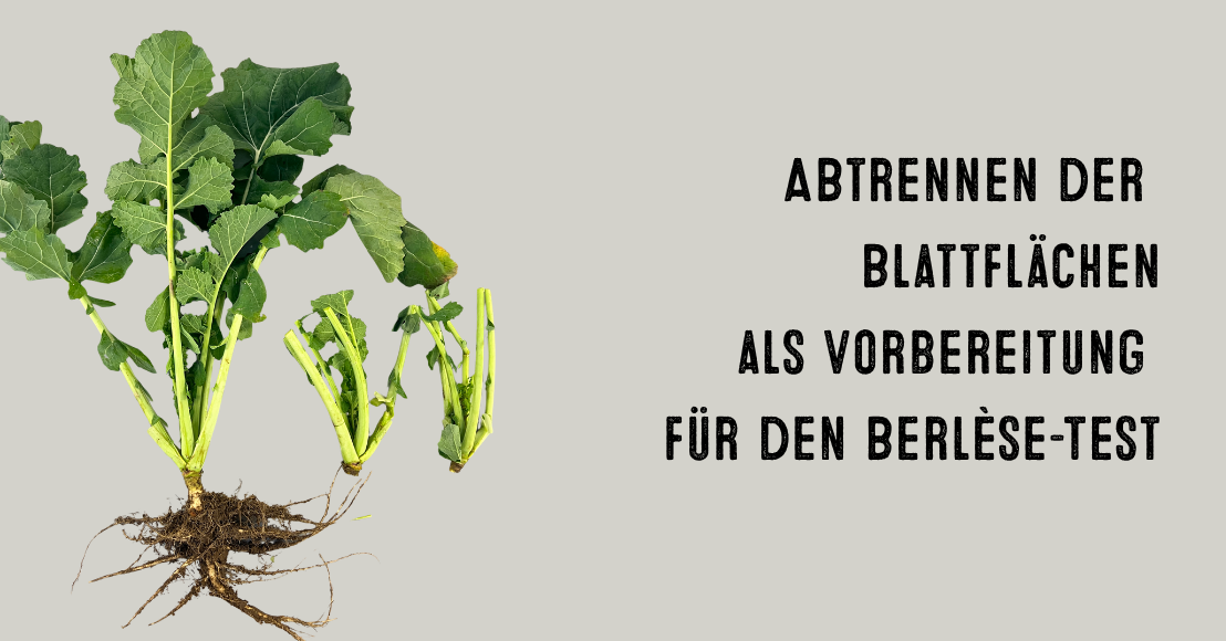 Berlèsetest - Abrennen der Blattflächen