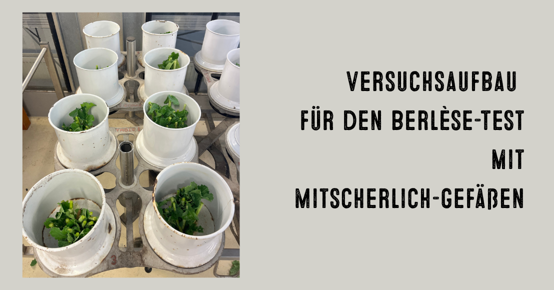 Berlèsetest - Versuchsaufbau Mitscherlich-Gefäße