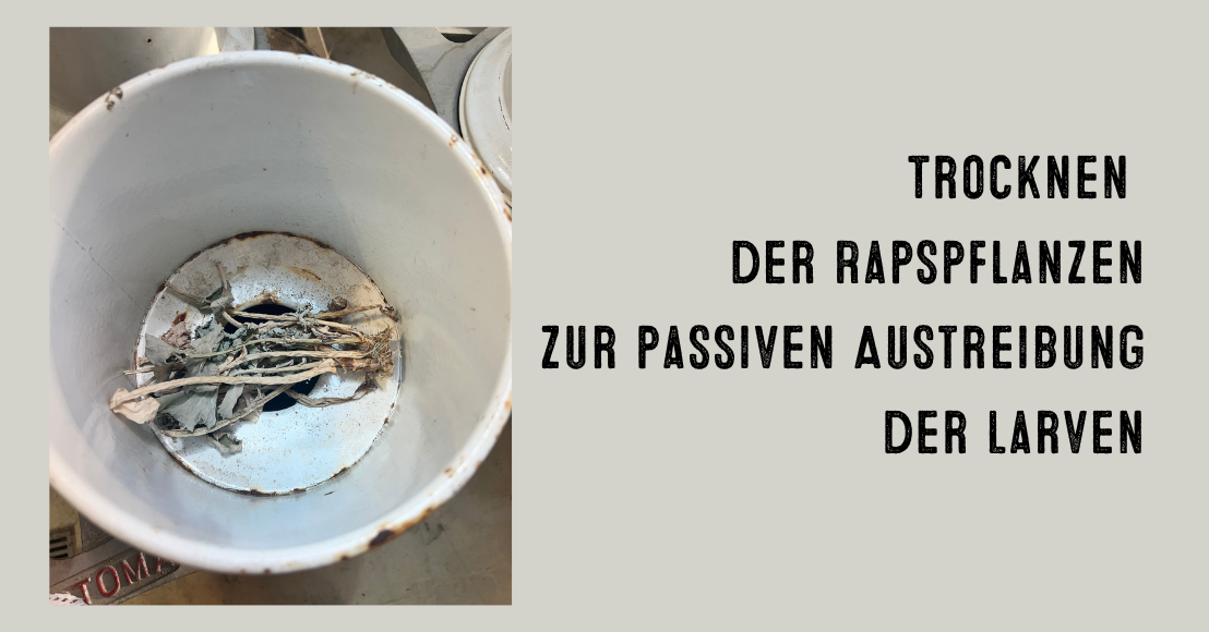 Trocknen der Pflanzen zur passiven Austreibung der Larven