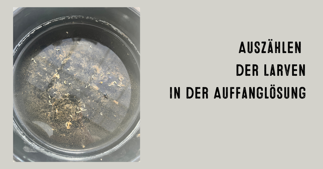 Auszählen der Larven in der Auffanglösung