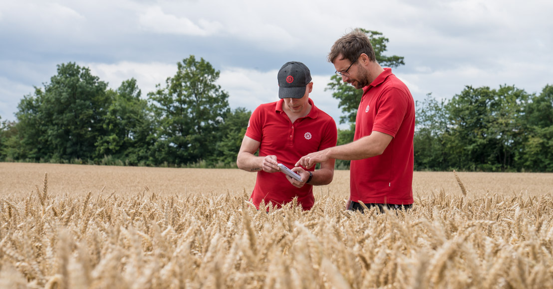 Begutachtung des Weizens im Feld - Vergleich mit Vegetationskarten