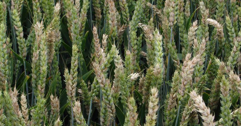 Weizen Ährenfusarium  Weizen Ährenfusarium
